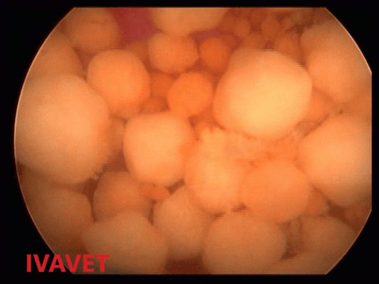 Uroliti