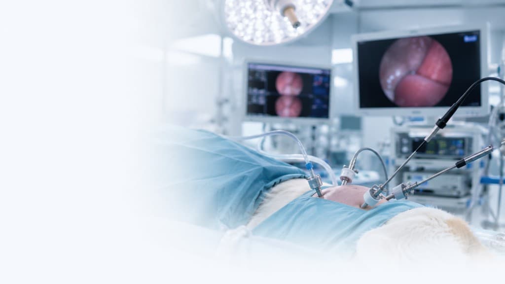 Laparoscopic surgical procedure in a modern veterinary operating theatre
