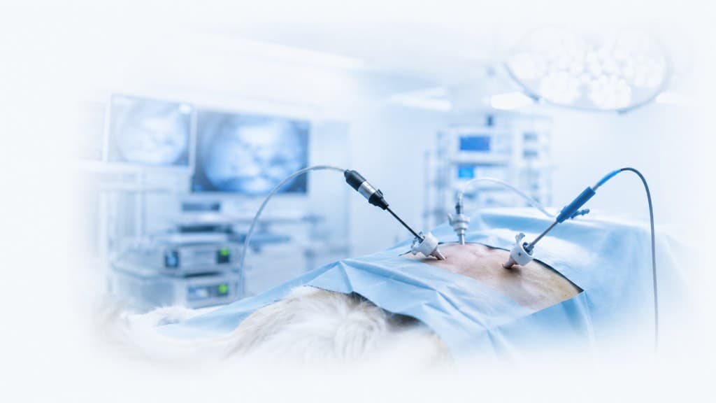 Modern veterinary minimally invasive laparoscopic sterilisation procedure